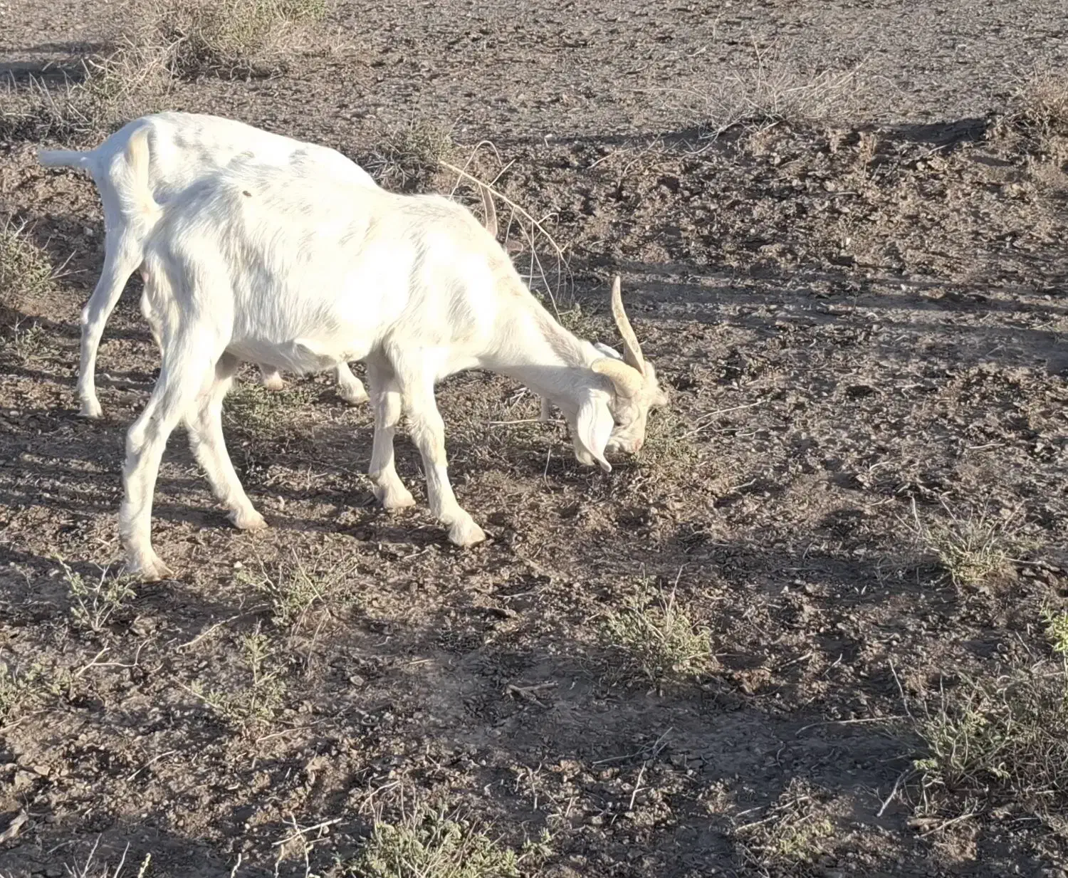 5 رآس بزغاله سانن و پاکستانی|حیوانات مزرعه|سبزوار, قصبه غربی|دیوار