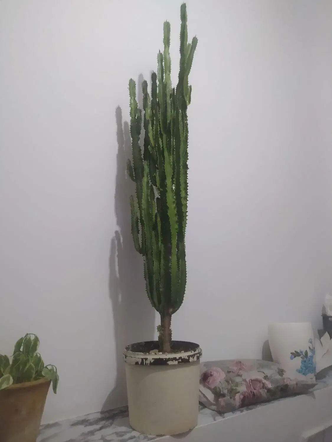 افور بیا اینگنس  کاکتوسی|گل و گیاه طبیعی|مراغه, |دیوار