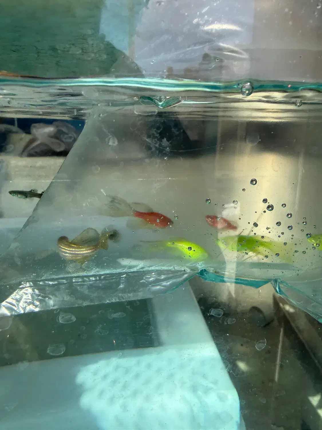 فروش ماهی زینتی|ماهی|مرودشت, بیست متری بیمارستان|دیوار