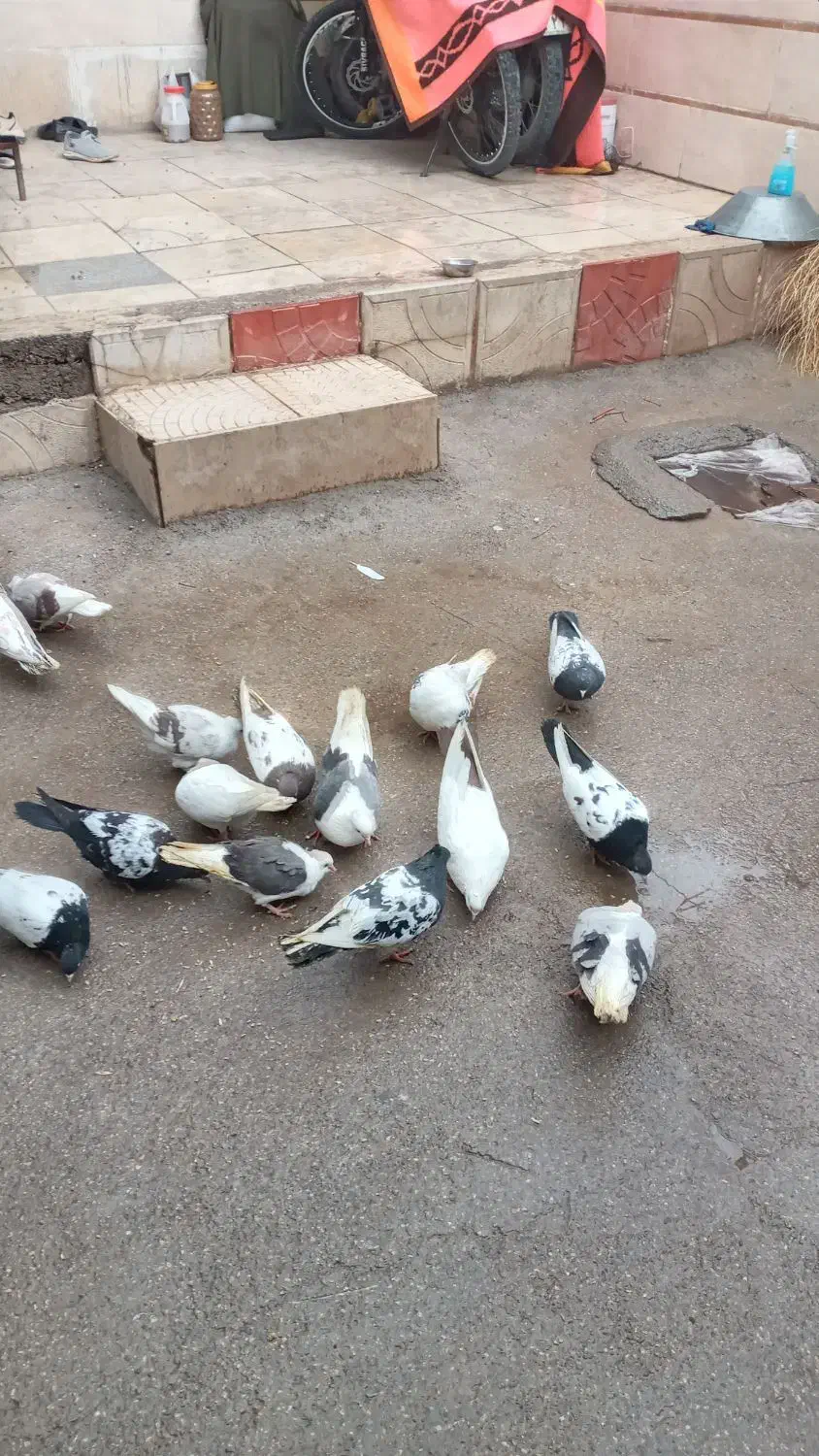 کبوتر|پرنده|بیرانوند, |دیوار