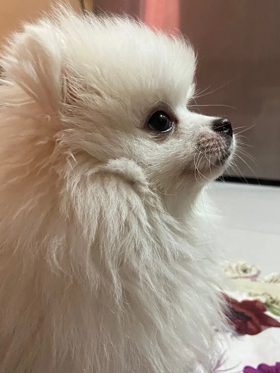 پامرانین نژاددار اصل اوکراینی|سگ|تهران, نیاوران|دیوار