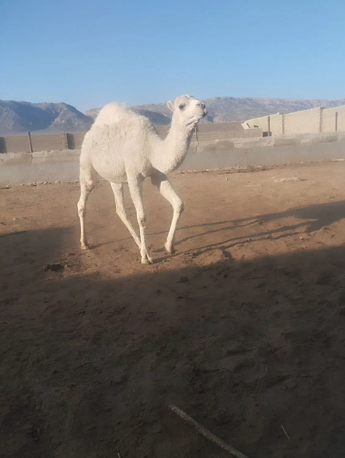 شتر|حیوانات مزرعه|فیروزآباد (فارس), |دیوار