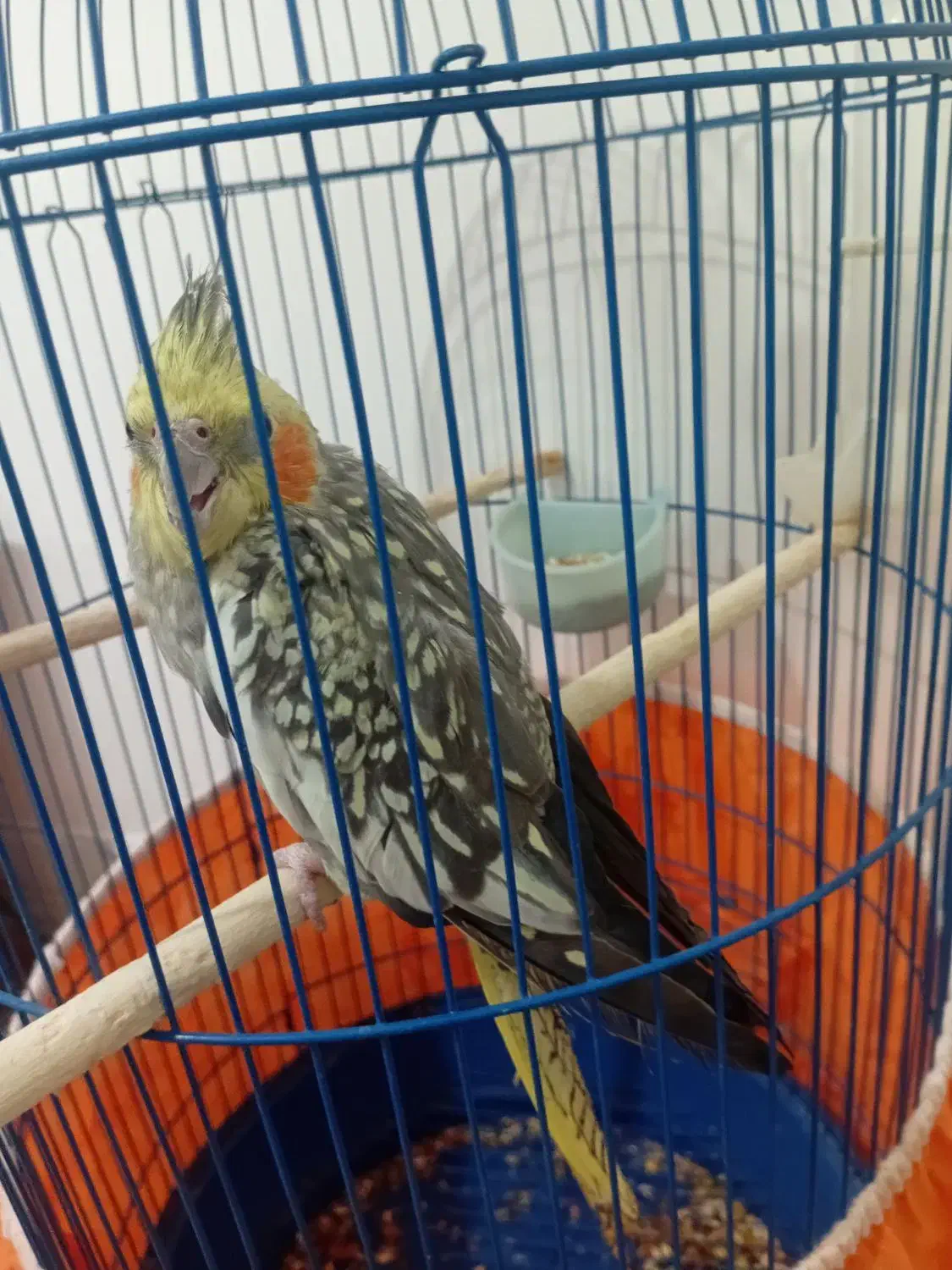 عروس هلندی ماده آماده تخم گذاری|پرنده|قم, علی آباد سعدگان|دیوار