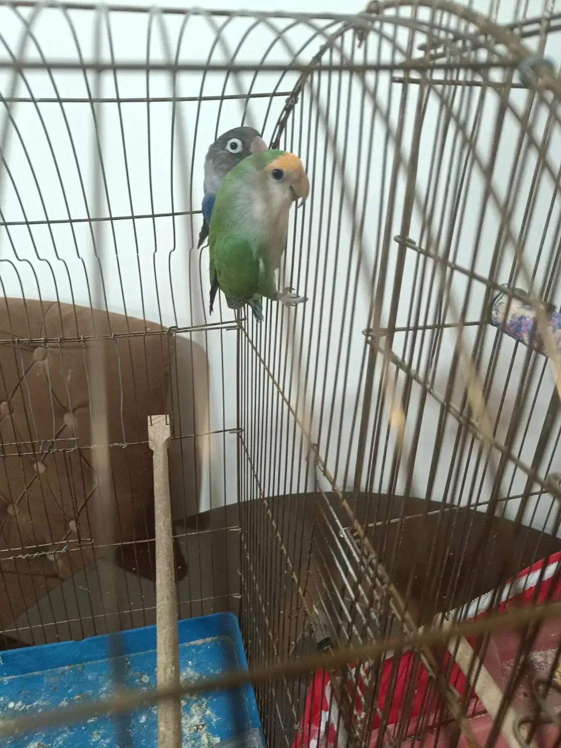 .طوطی برزیلی|پرنده|تبریز, |دیوار