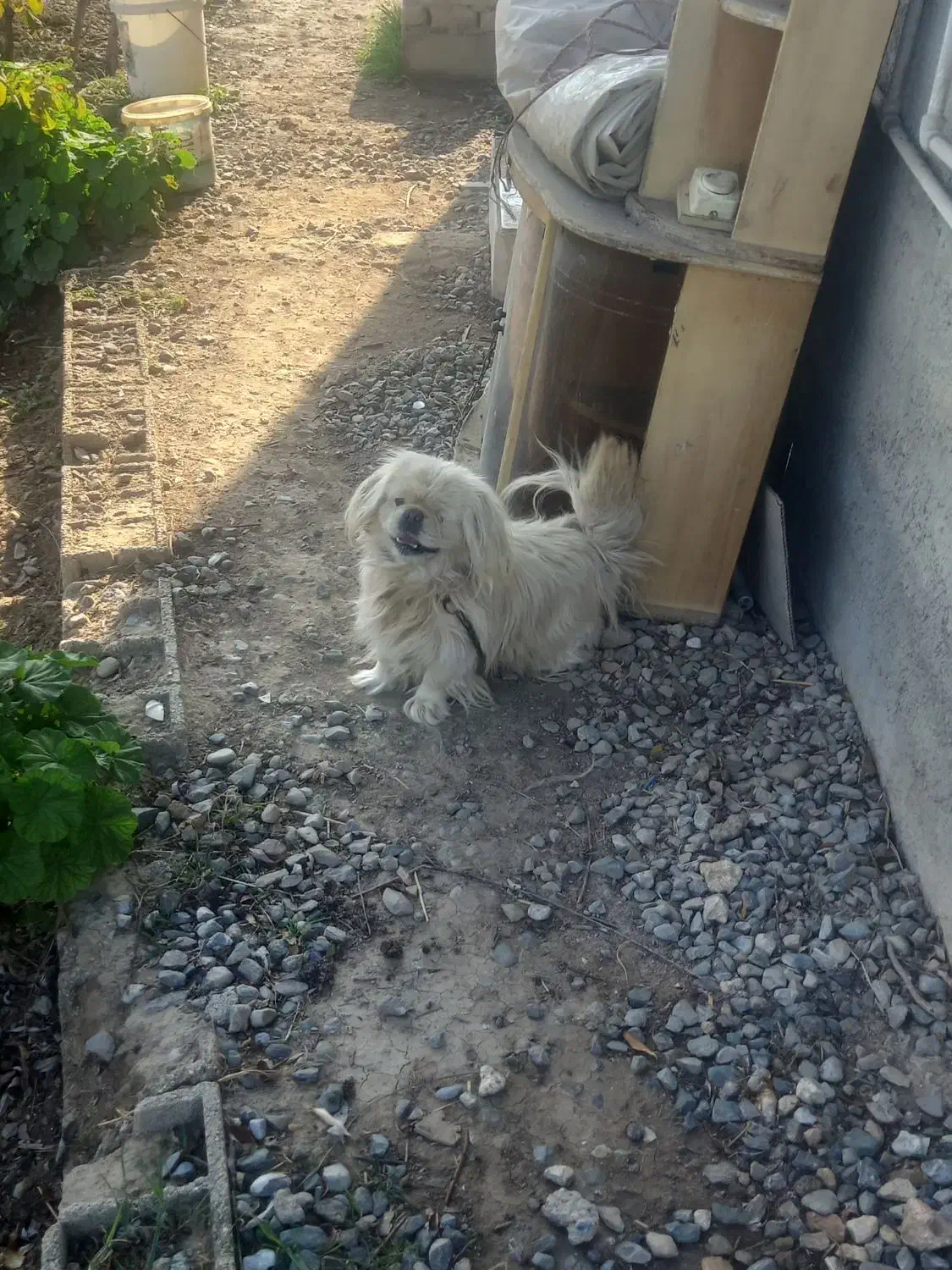 پاکوتاه خارجی|سگ|گرگان, |دیوار