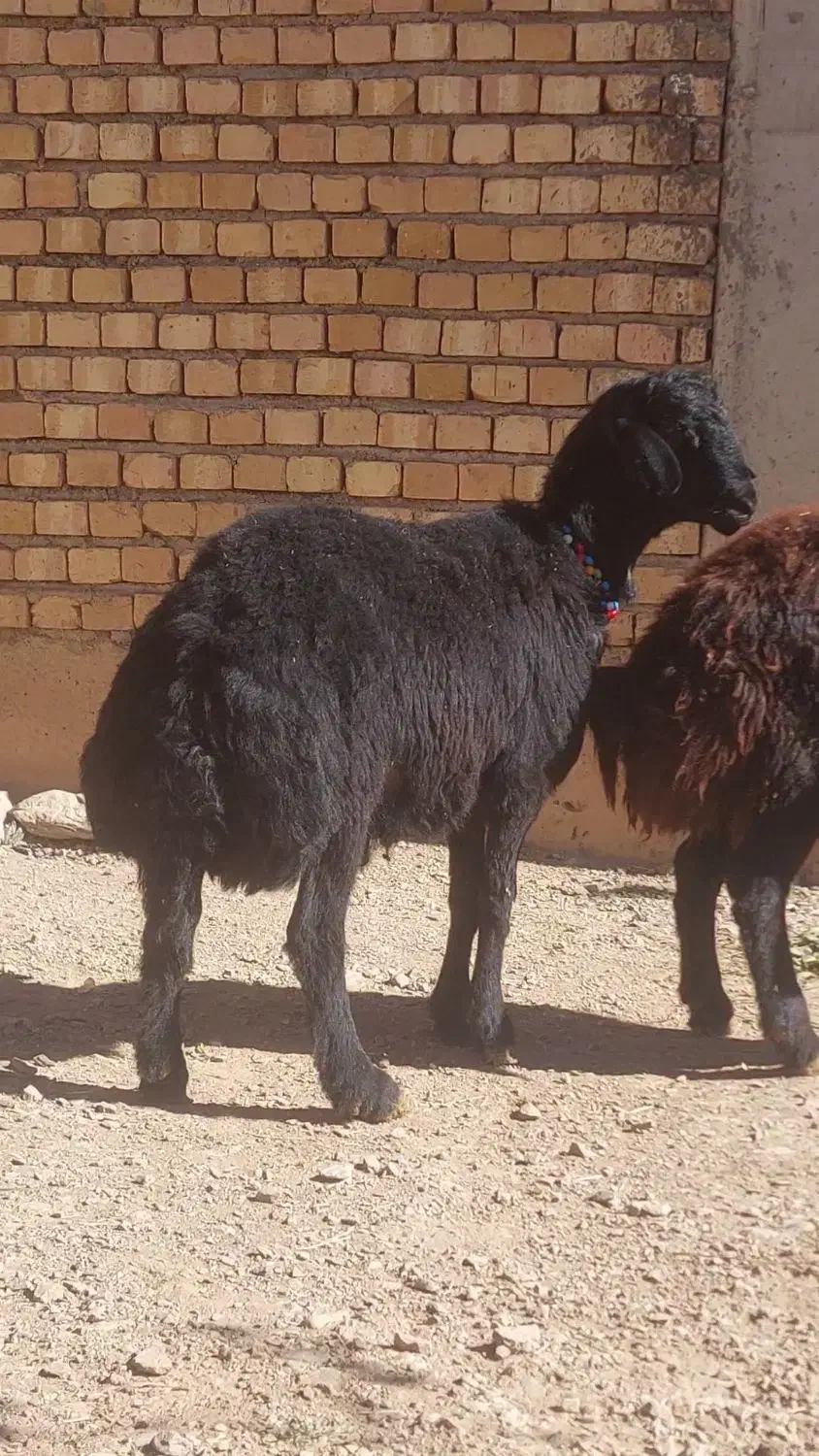 بره قوچ سمینتال|حیوانات مزرعه|فریدونشهر, |دیوار