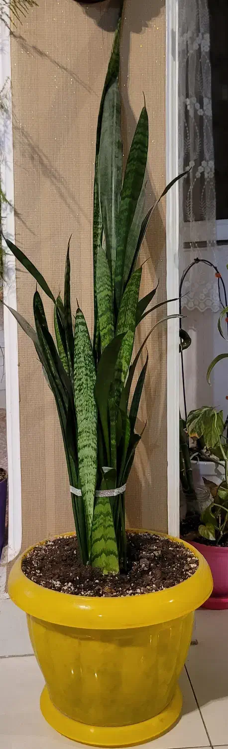 حراج گیاهان آپارتمانی|گل و گیاه طبیعی|تهران, امانیه|دیوار