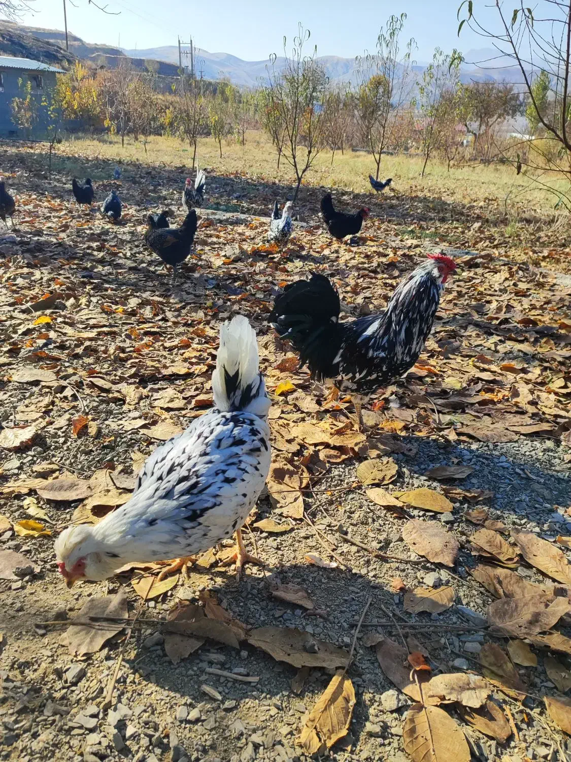 تخم مرغ نطفه دار گلین|حیوانات مزرعه|سنندج, |دیوار