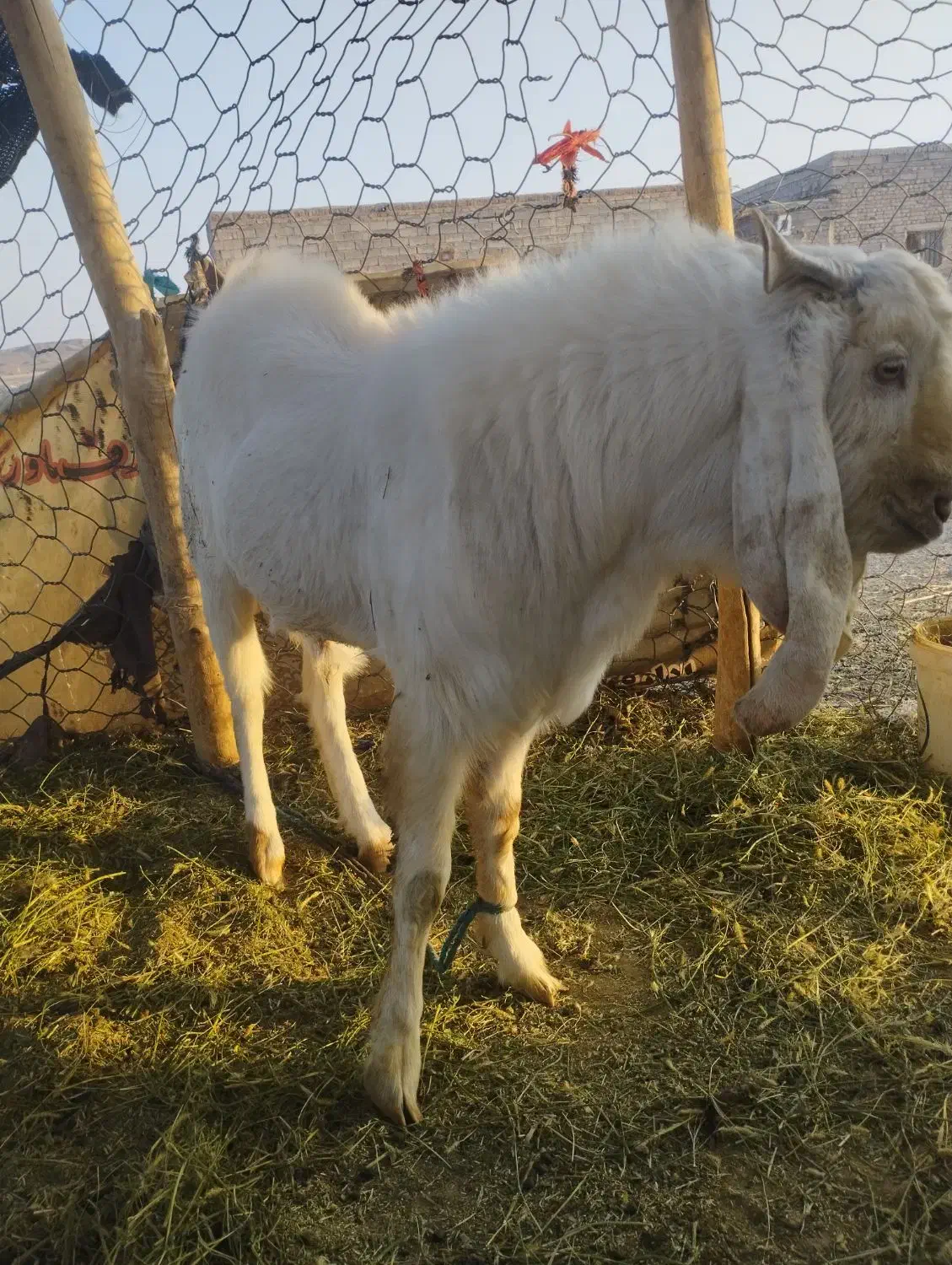 بز نر|حیوانات مزرعه|لادیز, |دیوار