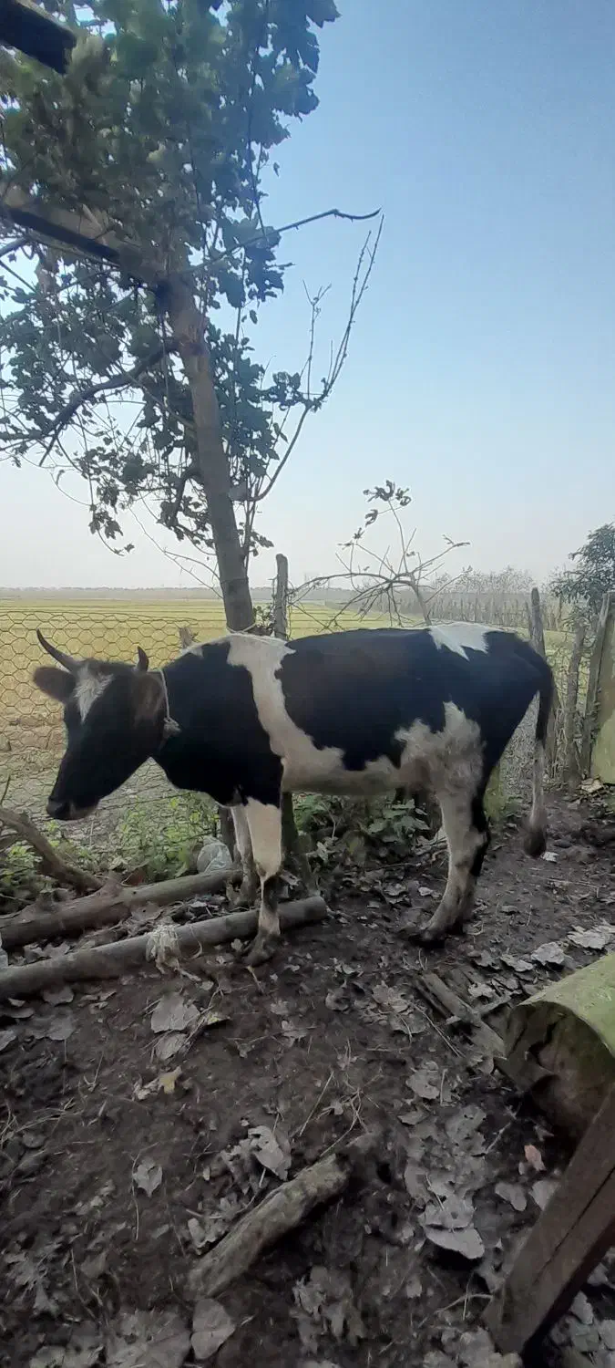 گاو|حیوانات مزرعه|صومعه‌سرا, |دیوار