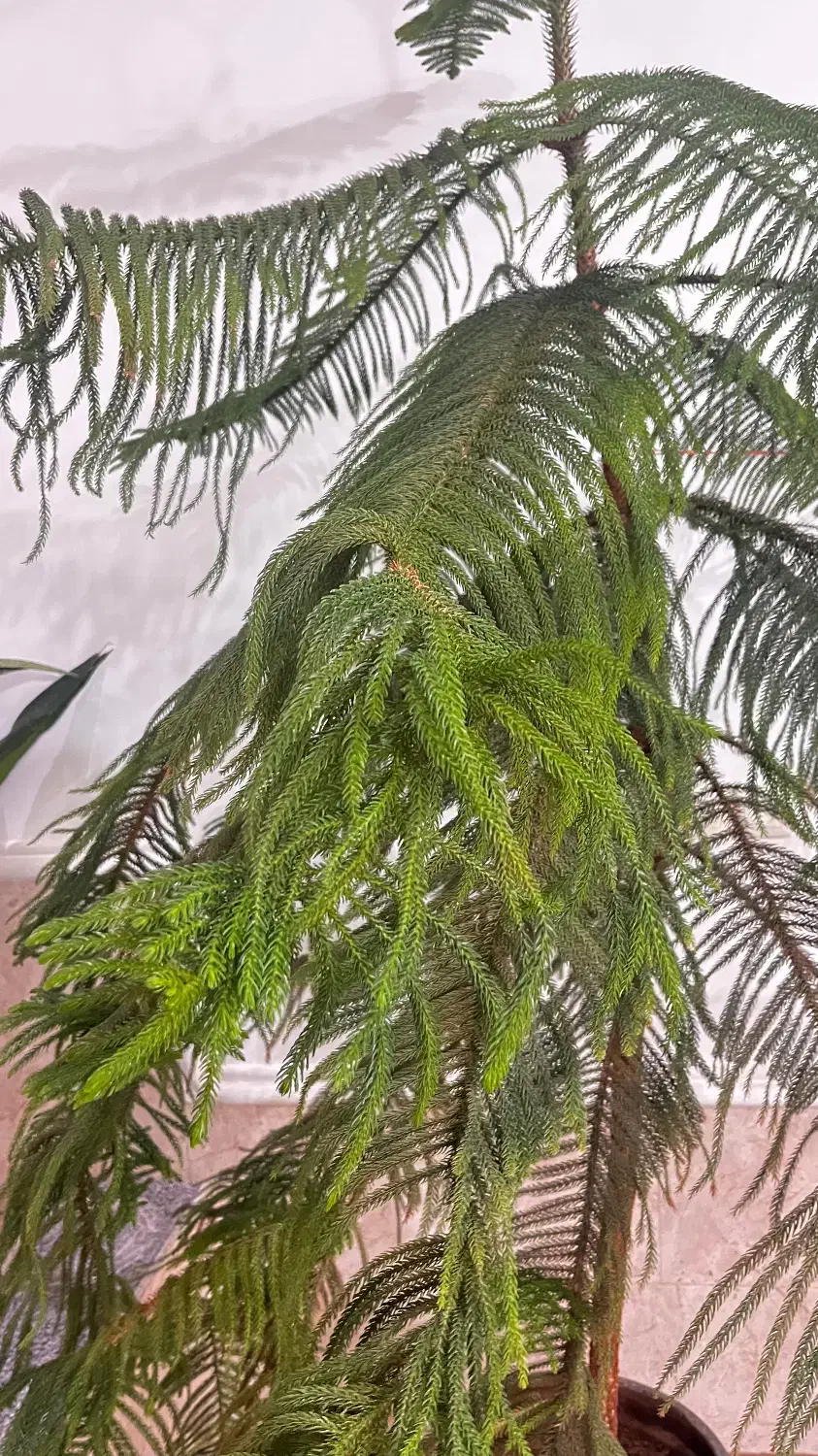 کاج مطبق|گل و گیاه طبیعی|کوهمره, |دیوار