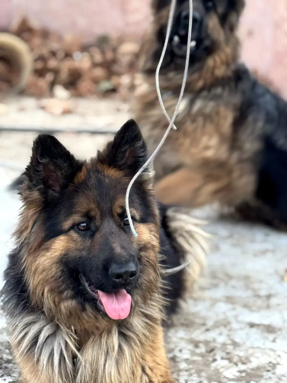 ژرمن شپرد|سگ|کرج, عظیمیه|دیوار