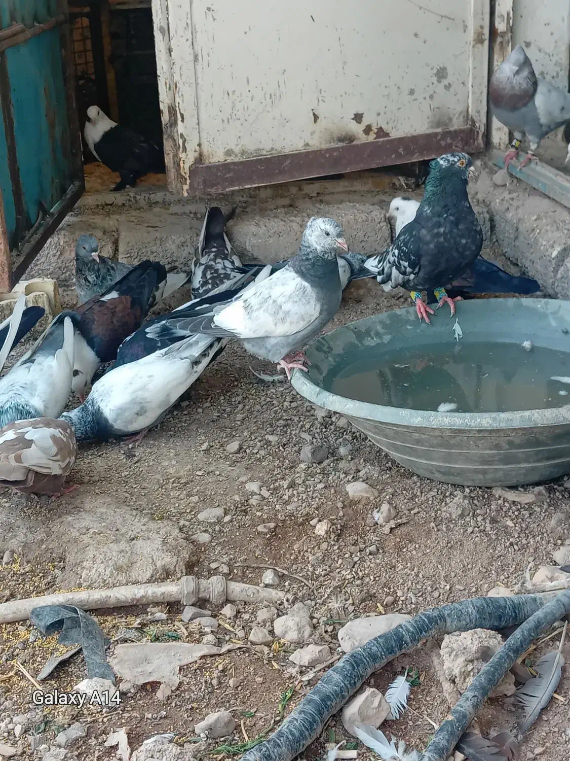 فروش همش سینه|پرنده|فسارود, |دیوار