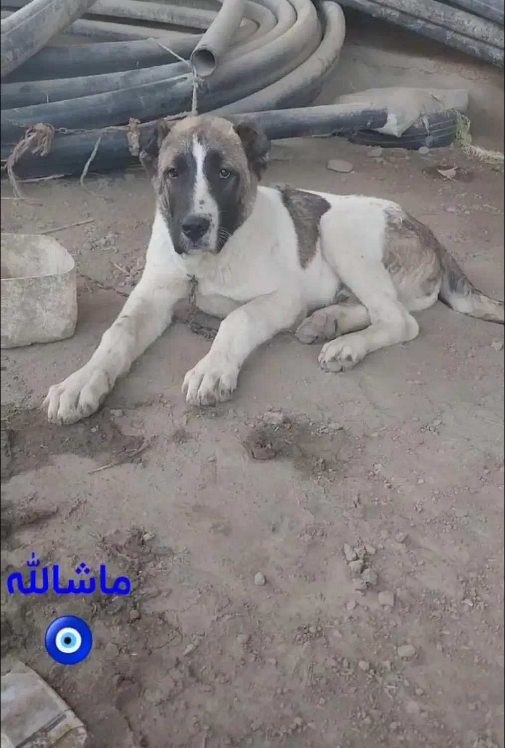 پیدا شد دوستان ممنونم|حیوانات|گرگان, |دیوار