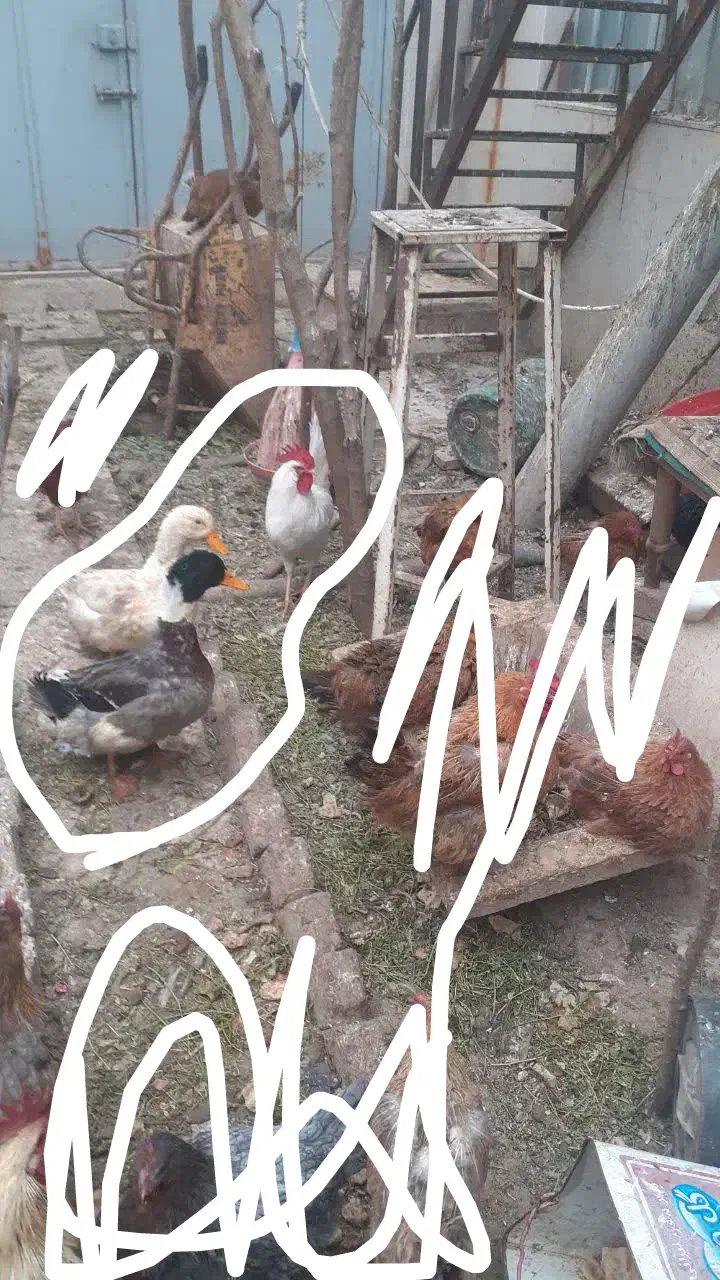 خروس و اردک|حیوانات مزرعه|قم, شهرک مهدیه (مدرس)|دیوار