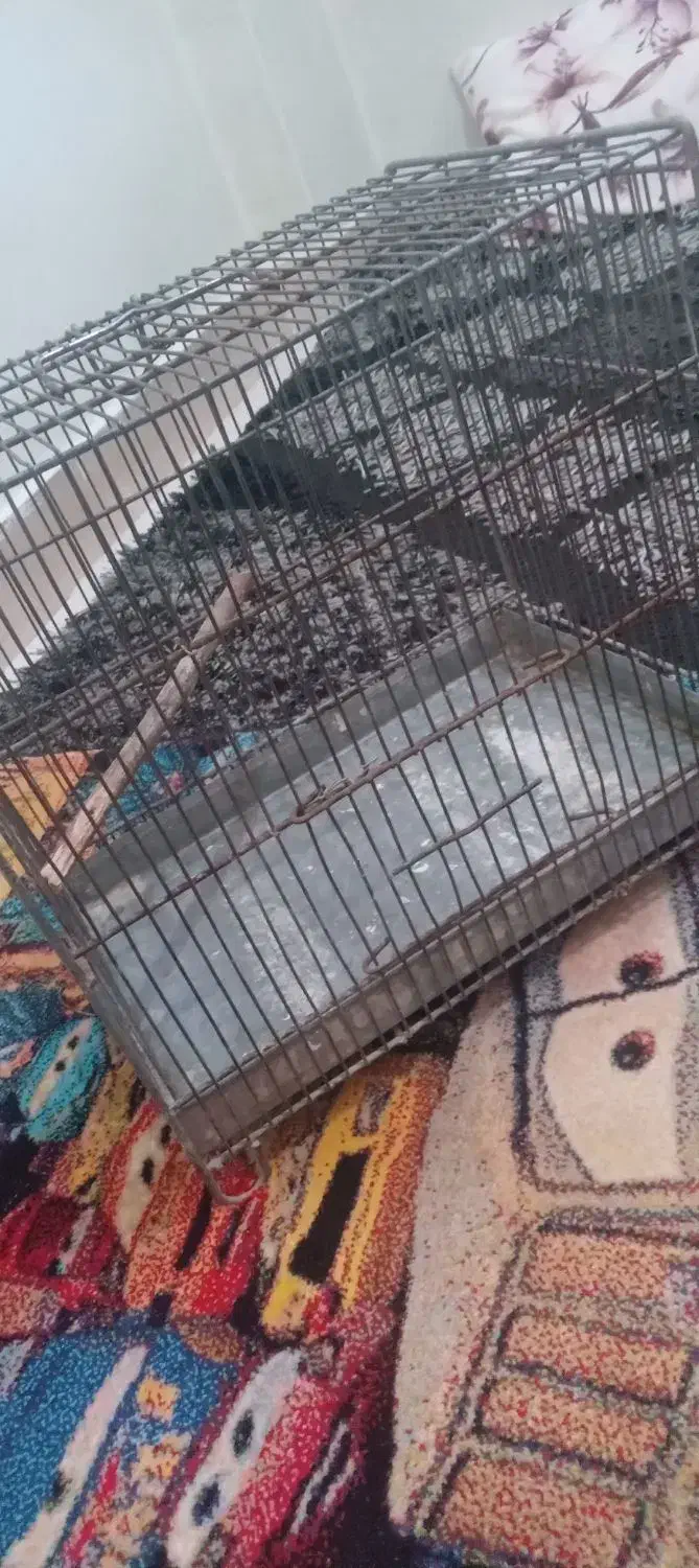 قفس سهره|لوازم جانبی حیوانات|قرچک, میرزائی جنوبی|دیوار