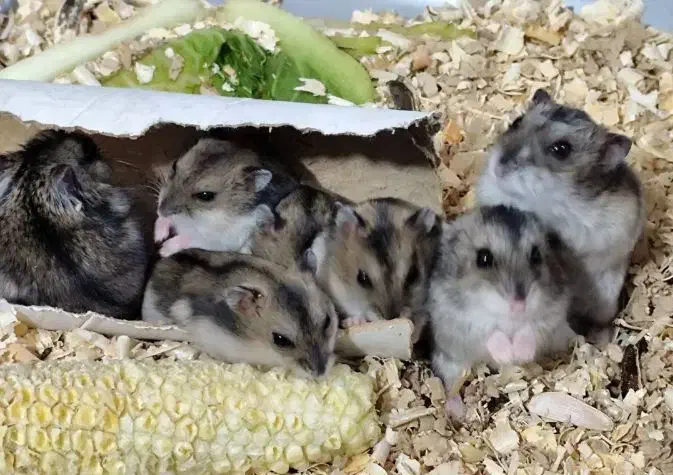 همستر سنجابی|موش و خرگوش|مسجد سلیمان, |دیوار