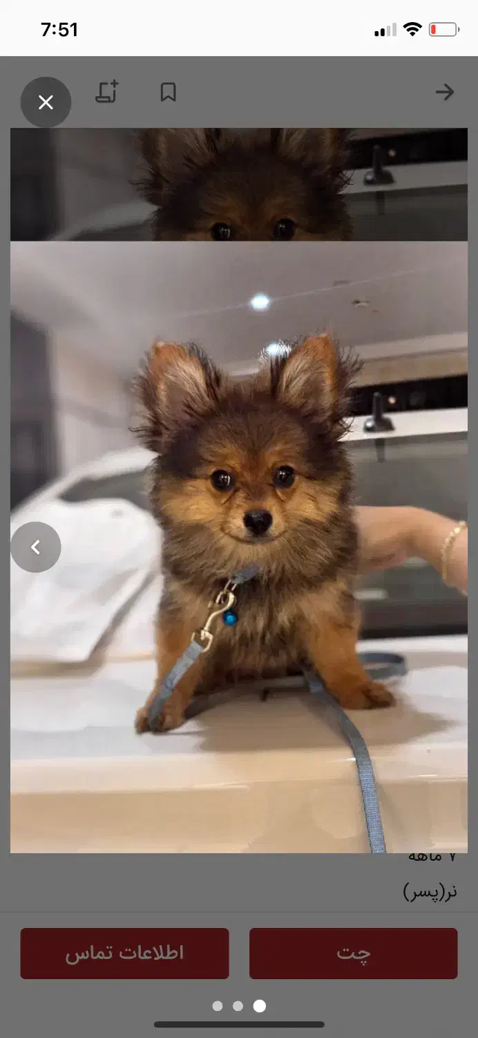 سگ پامر روباهی|سگ|تربت جام, مسکن مهر|دیوار