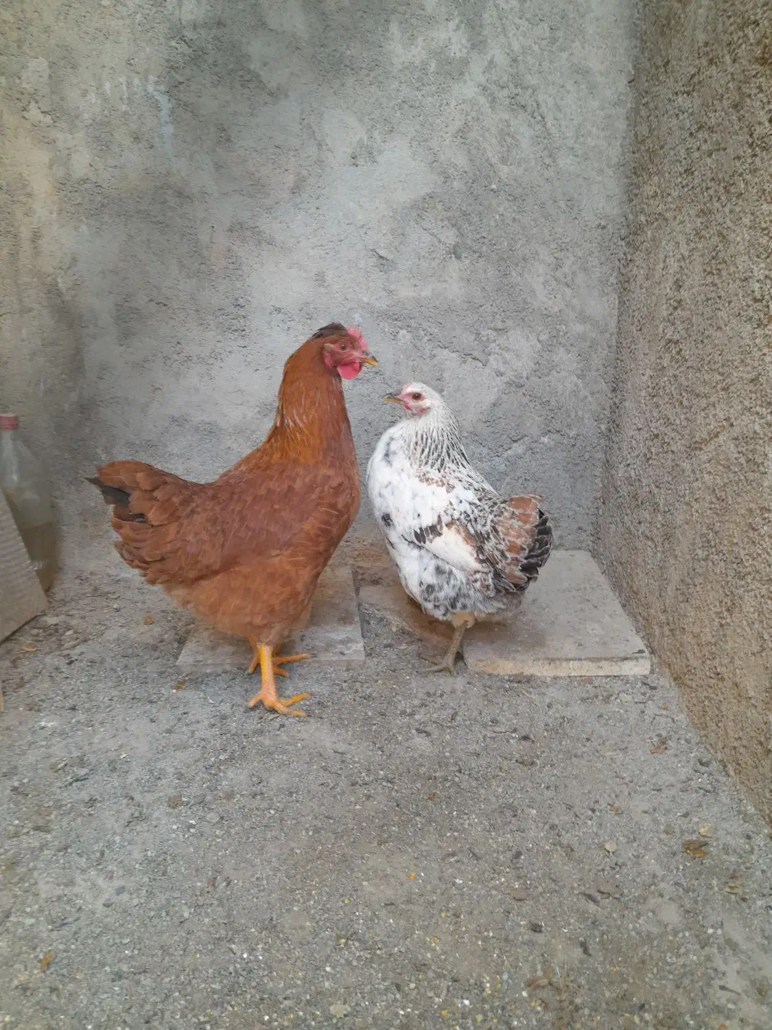 مرغ|حیوانات مزرعه|شهرکرد, |دیوار