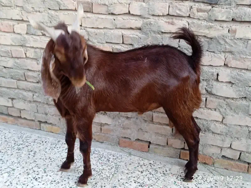 گوسفند فروشی|حیوانات مزرعه|ایرانشهر, |دیوار