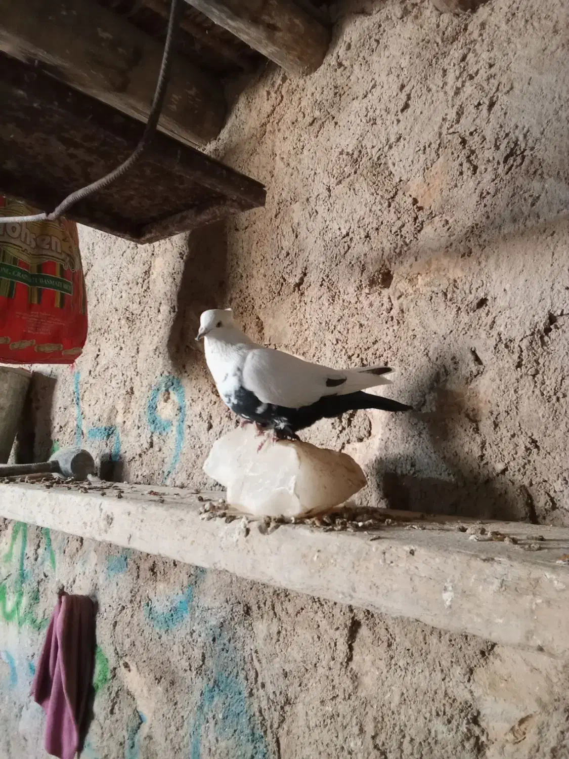 کبوتر|پرنده|ایوان, |دیوار