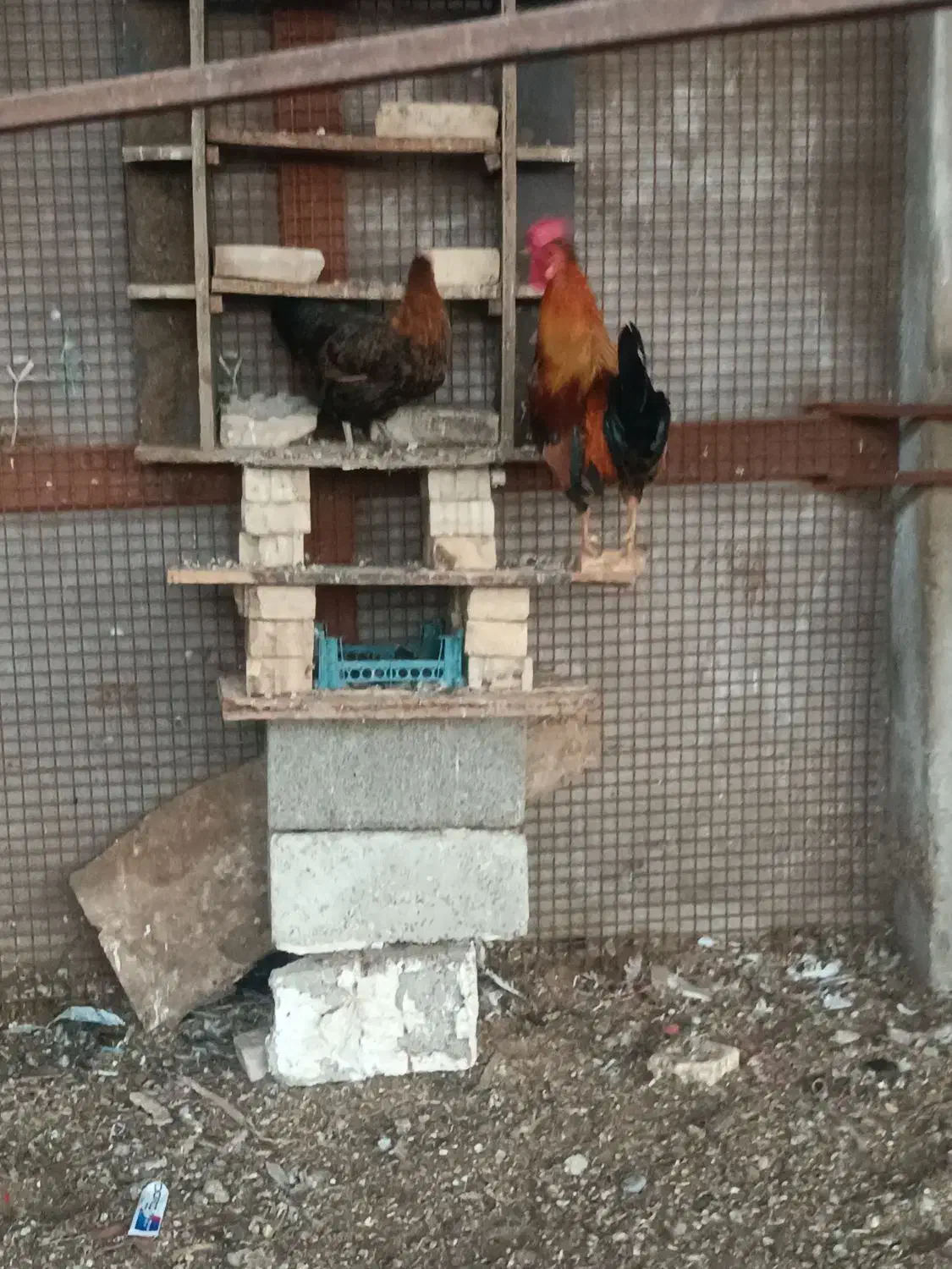 مرغ وخروس|حیوانات مزرعه|سوسنگرد, |دیوار