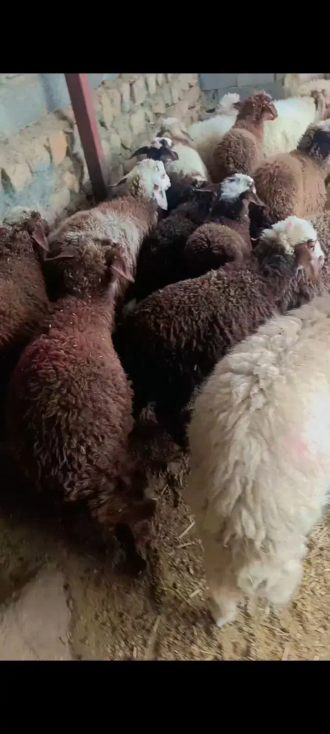 ۱۵ راس بره پای پروار(میش بز بزغاله گوسفند))|حیوانات مزرعه|پلدختر, |دیوار