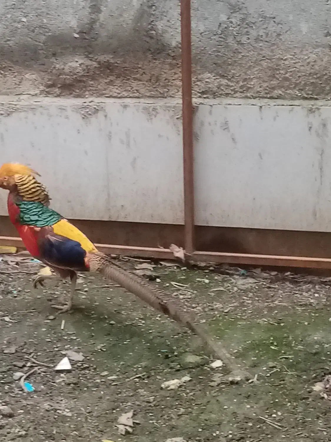 پرنده زیبا|پرنده|مینودشت, |دیوار