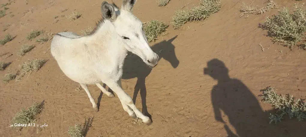 خر نر برای فروش|حیوانات مزرعه|باوی, |دیوار