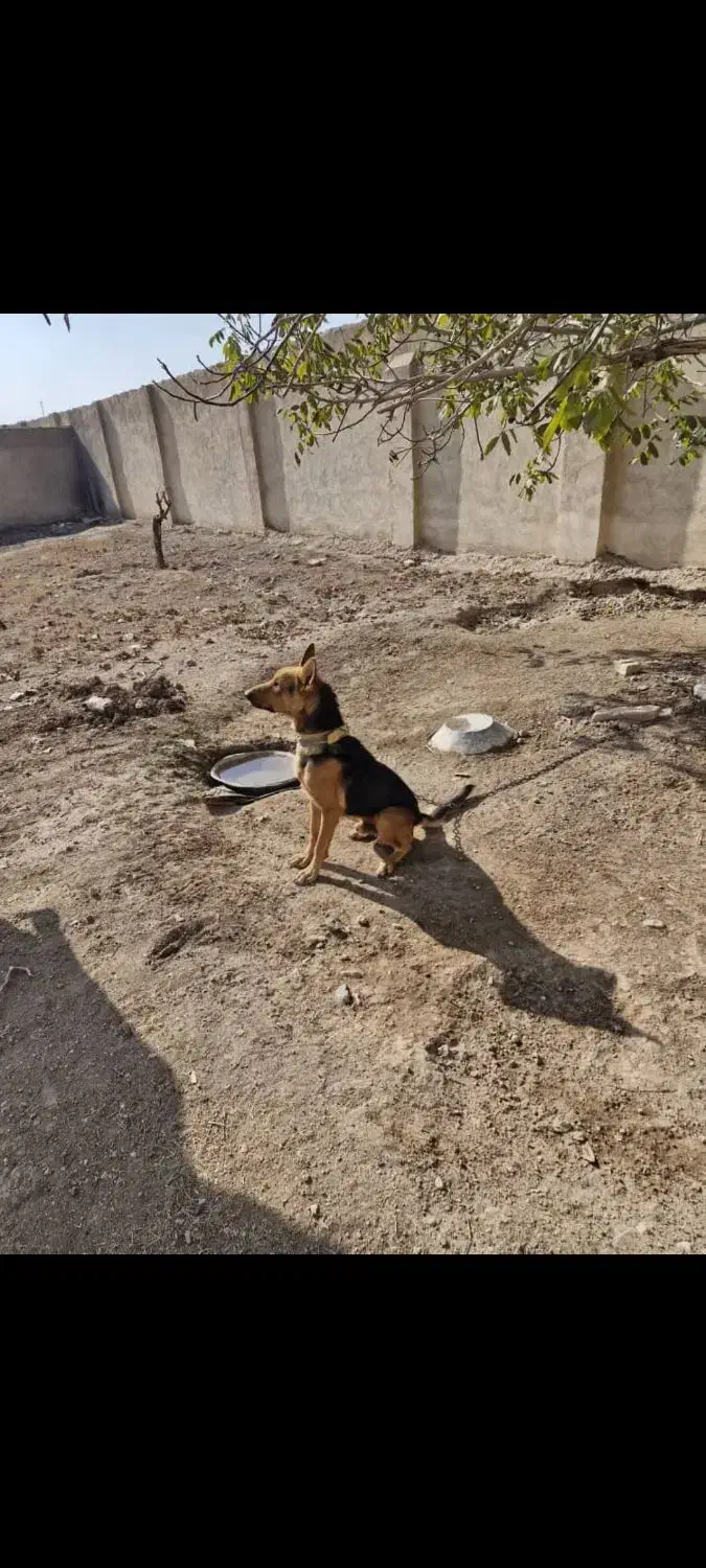 سگ ژرمن|سگ|قزوین, |دیوار