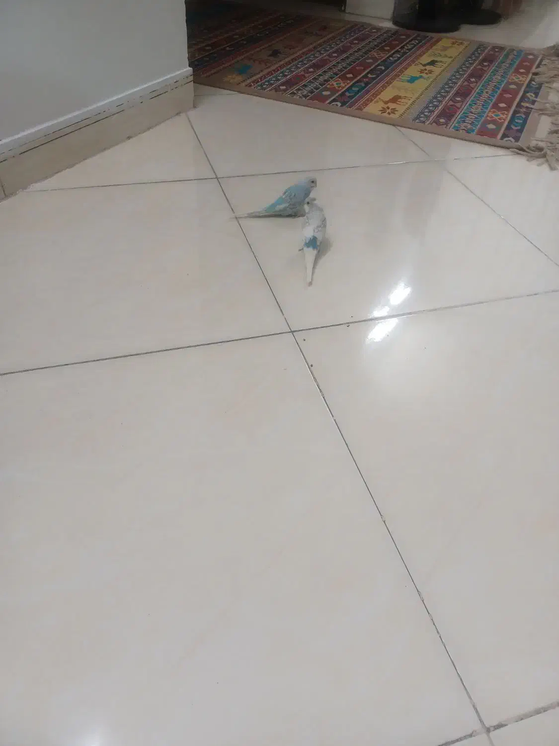 مرغ عشق|پرنده|مشهد, جاهد شهر|دیوار