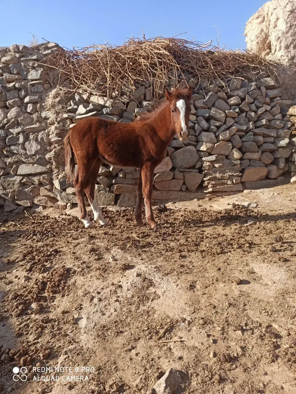 اسب|اسب و تجهیزات اسب‌سواری|صائین قلعه, |دیوار