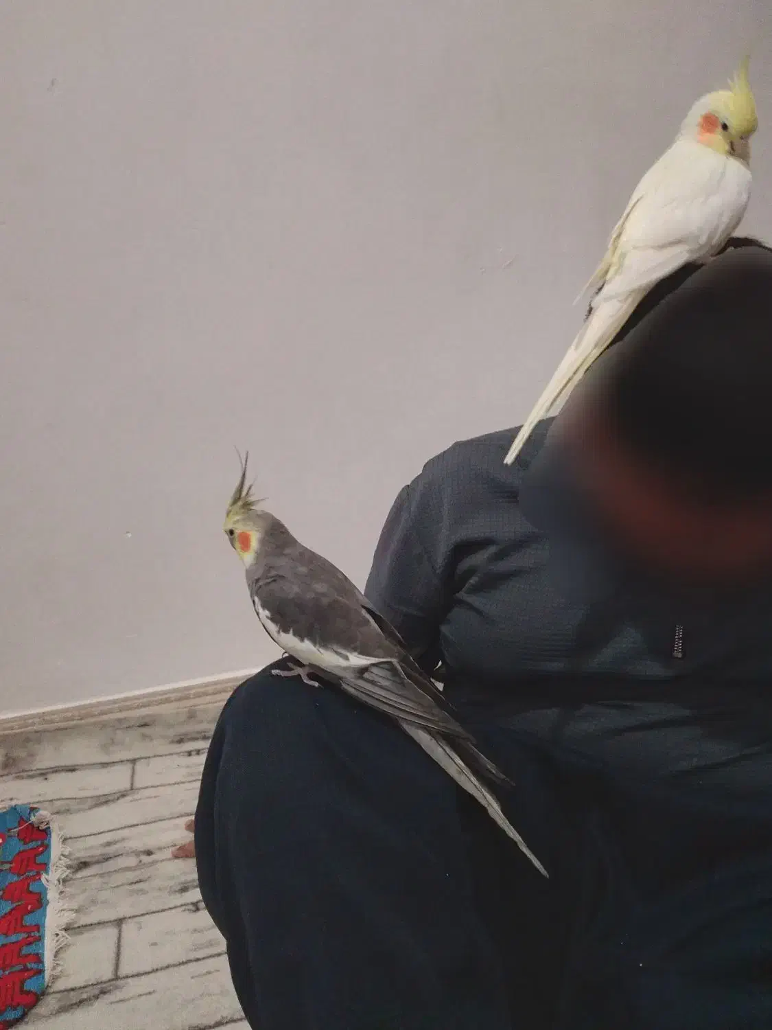 عروس هلندی نر وماده سالم|پرنده|نظرآباد, نظرآباد|دیوار