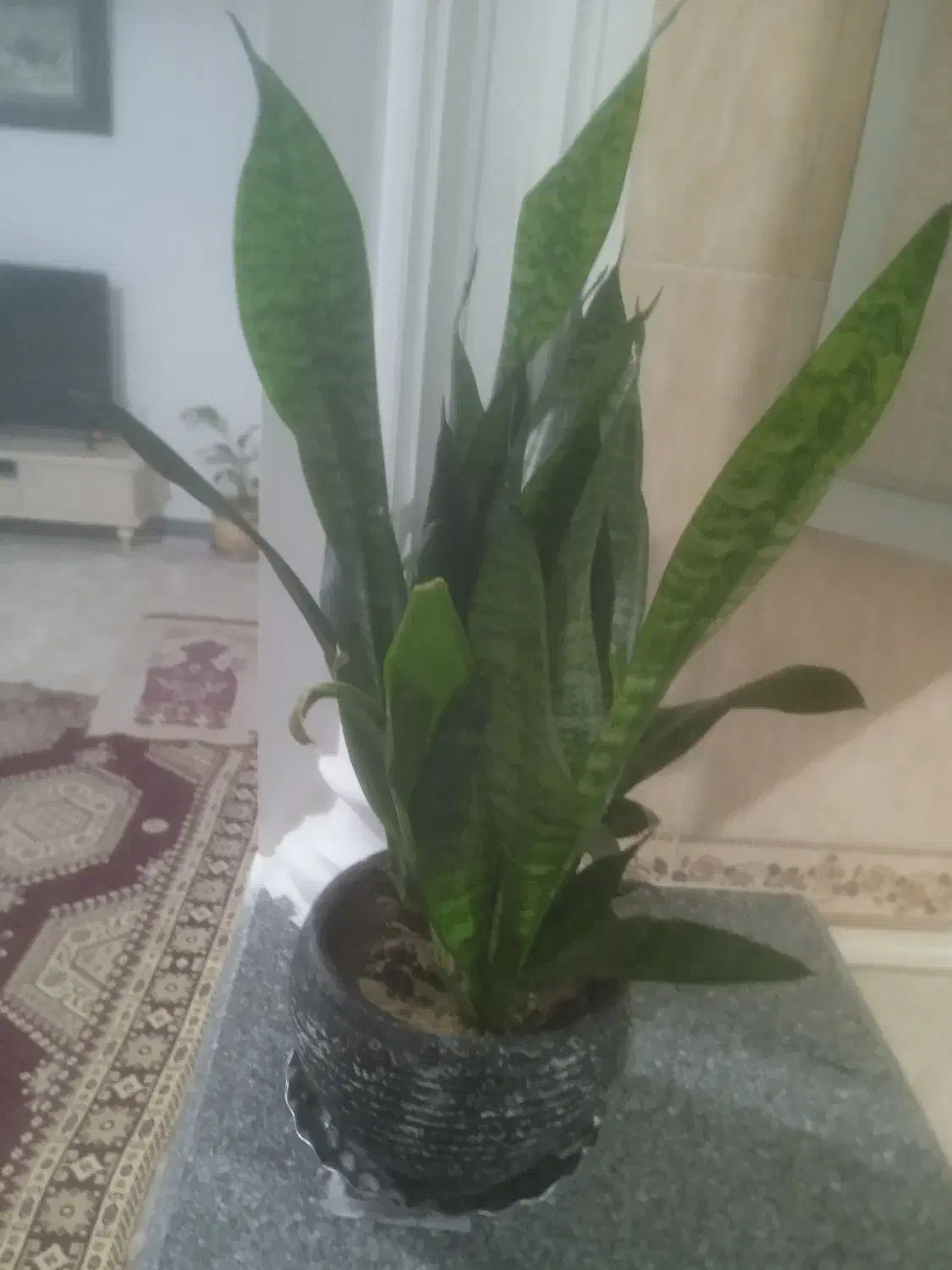 گل طبیعی|گل و گیاه طبیعی|سقز, |دیوار