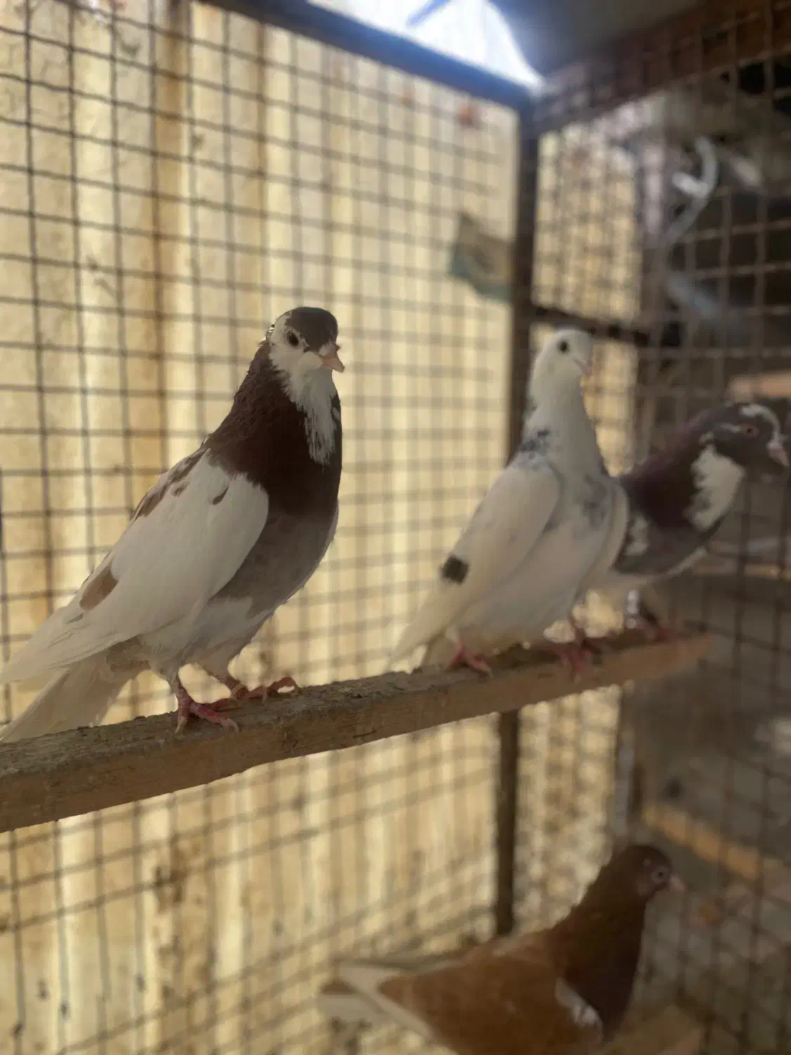 کبوتراصیل تیپلر انگلیسی|پرنده|تهران, شهرک آزادی|دیوار