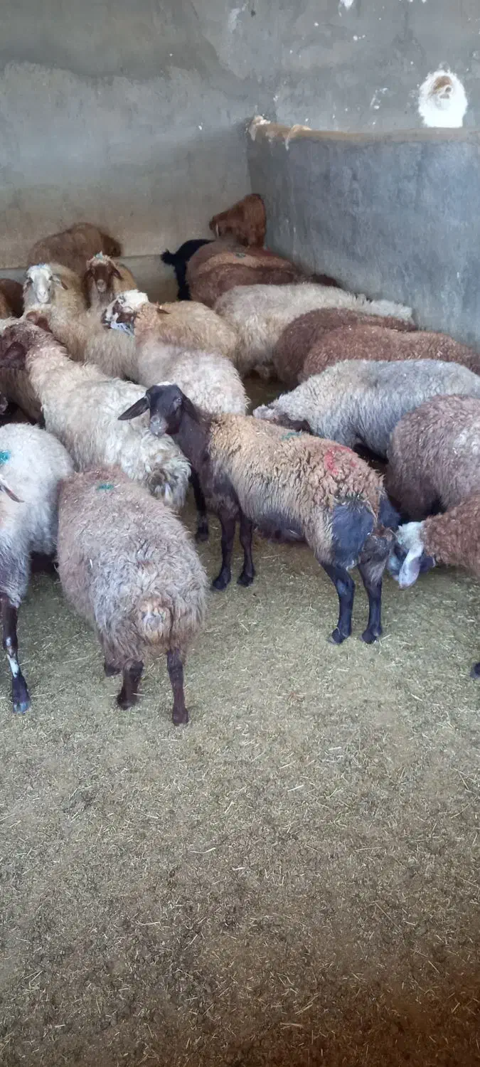 میش داشتی و بره|حیوانات مزرعه|کوهدشت, |دیوار