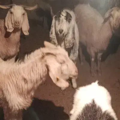 بز.|حیوانات مزرعه|سمنان, |دیوار