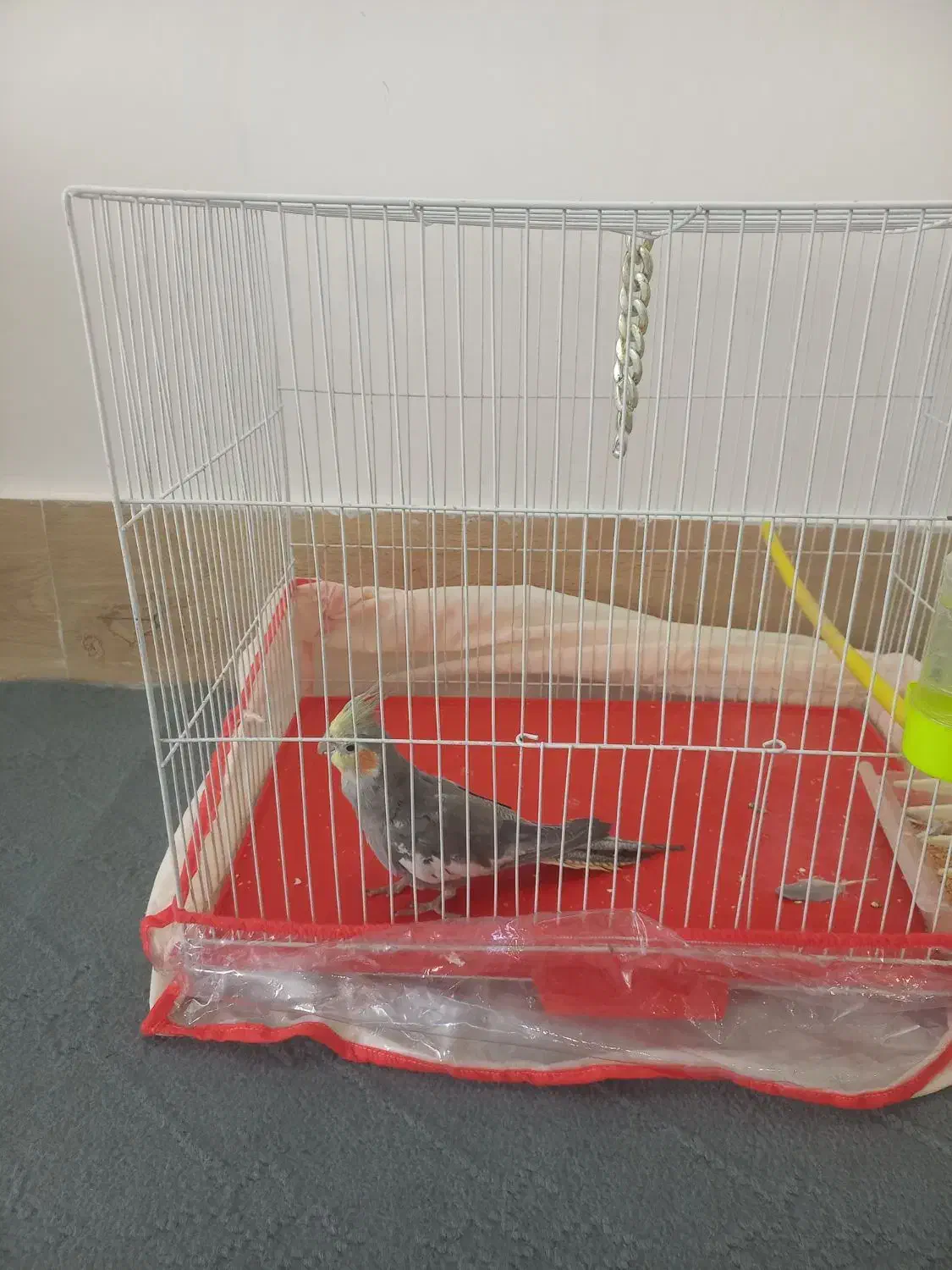 عروس هلندی نر با قفس|پرنده|مشهد, شهرک مهرگان|دیوار