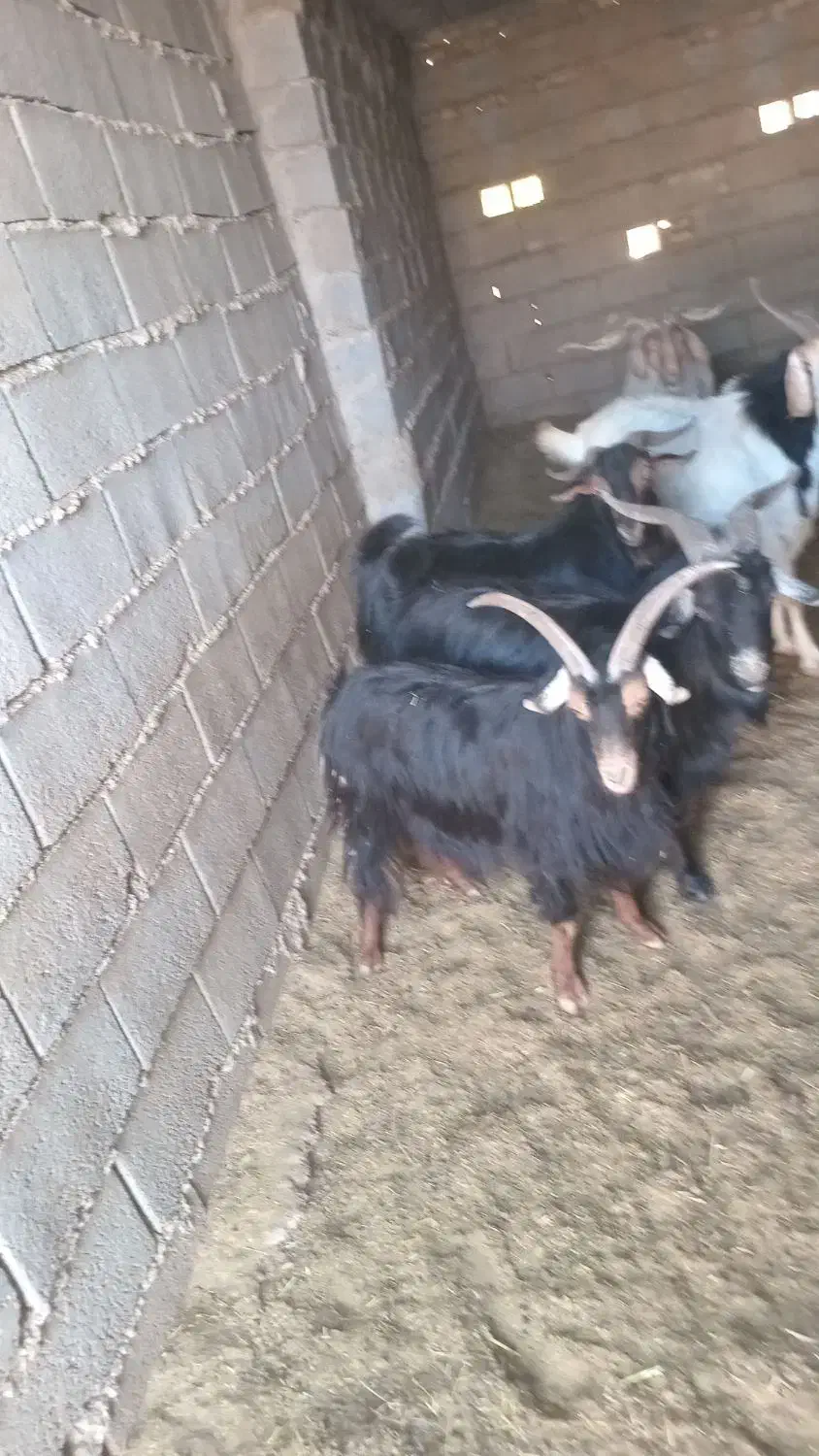 12راس پازن چاق تخت هم برا بذری هم قصابی|حیوانات مزرعه|نی‌ریز, |دیوار