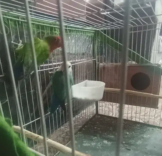 کوتوله برزیلی|پرنده|تربت‌حیدریه, رضاشهر|دیوار