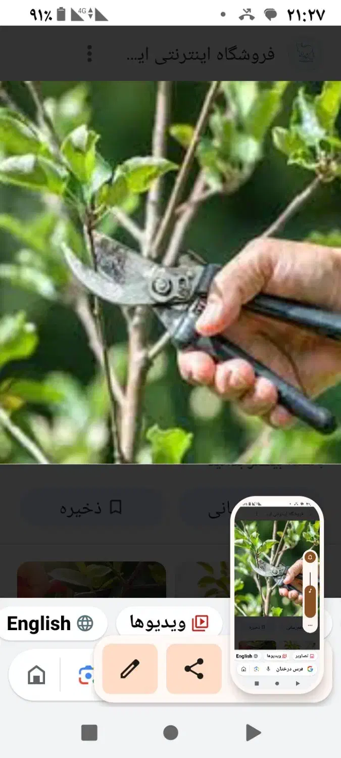 هرس درختان|خدمات باغبانی و درختکاری|سلماس, |دیوار