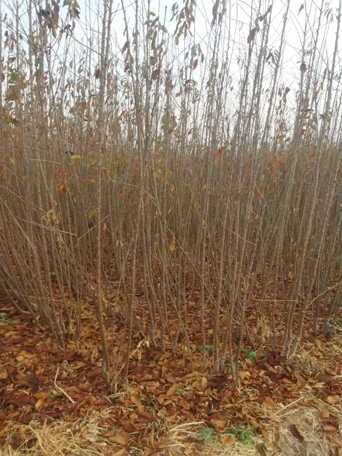 نهال|گل و گیاه طبیعی|میاندوآب, |دیوار