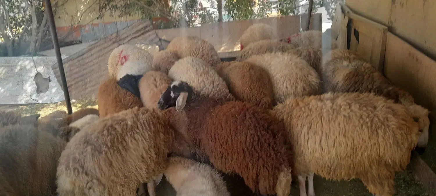 گوسفند‌زنده.مغان و افشار شبانه روزی|حیوانات مزرعه|اسلام‌شهر, شهرک سعیدیه|دیوار