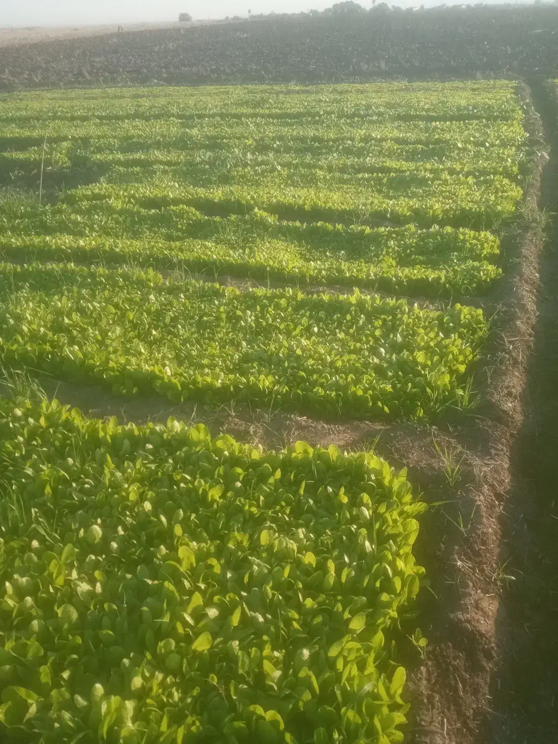 نهال کاهو|خدمات باغبانی و درختکاری|خان ببین, |دیوار