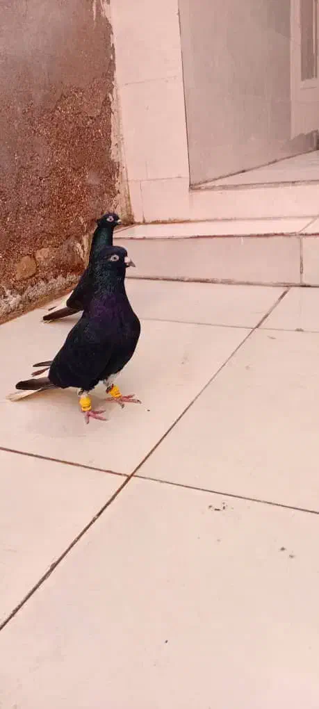 پرنده دم سفید|پرنده|باوی, |دیوار