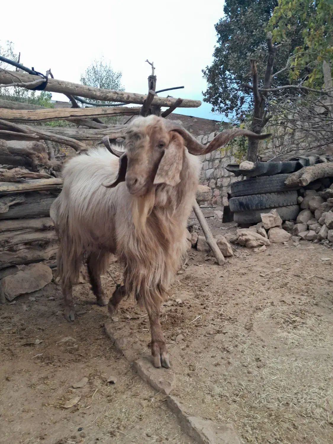 گوسفند بز|حیوانات مزرعه|کوهدشت, |دیوار