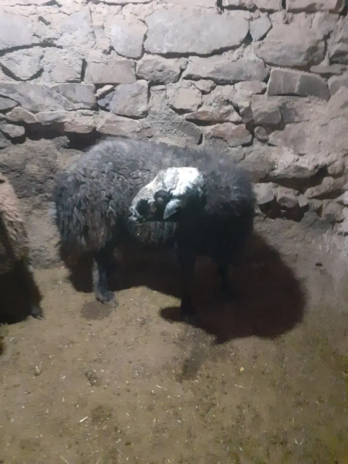 گوسفند نر|حیوانات مزرعه|جوکار, |دیوار