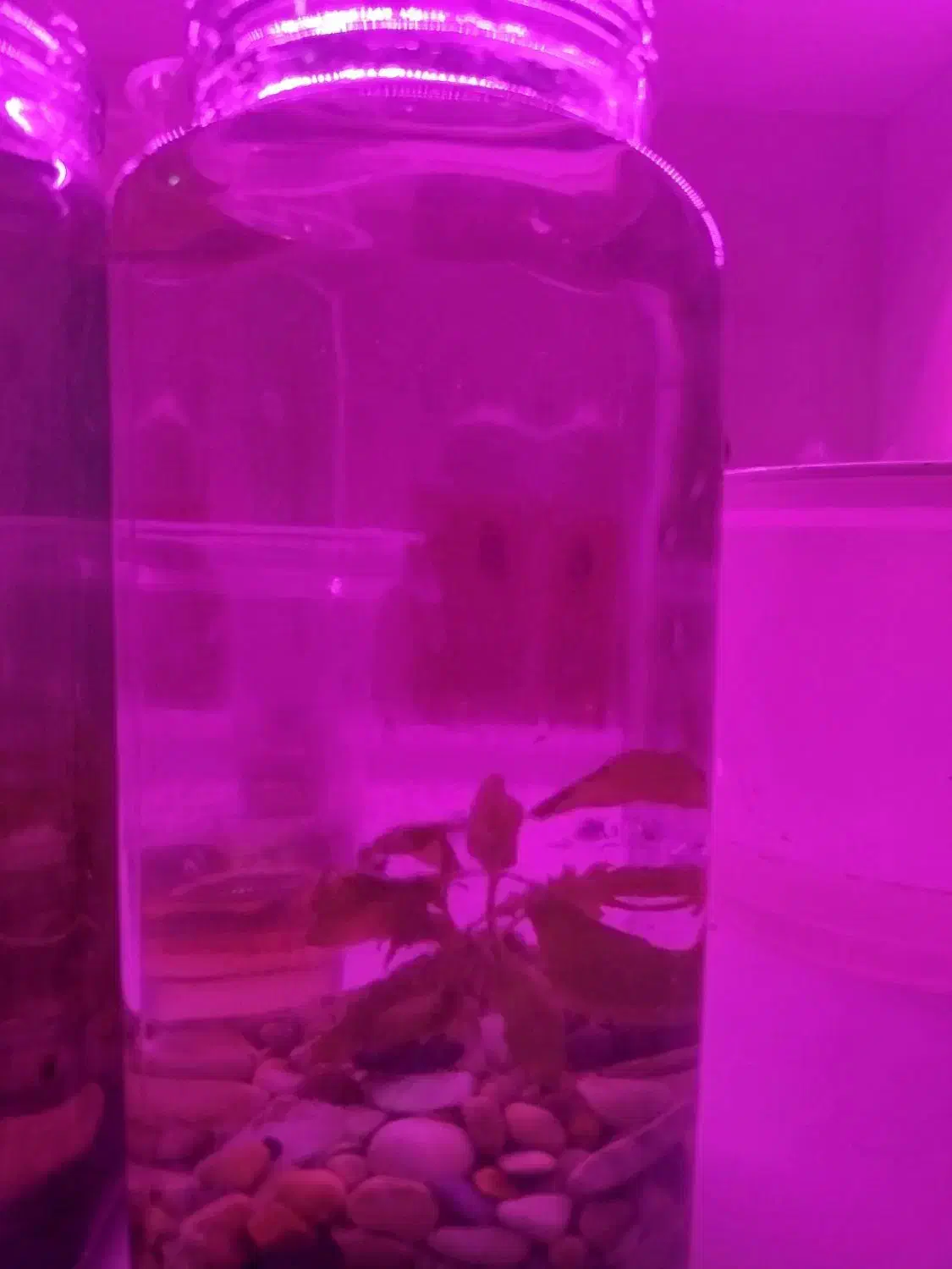 تنگ پلنت کوچک|ماهی|دهلران, |دیوار