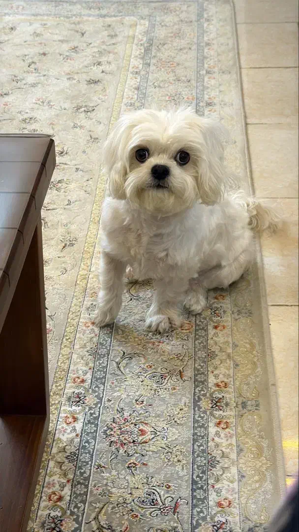 سگ شیتزو مالتیز|سگ|پردیس, فاز ۸|دیوار