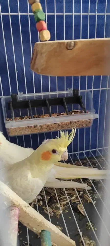 عروس هلندی لوتینو|پرنده|بهبهان, |دیوار